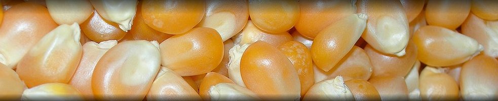 Фокална Точка