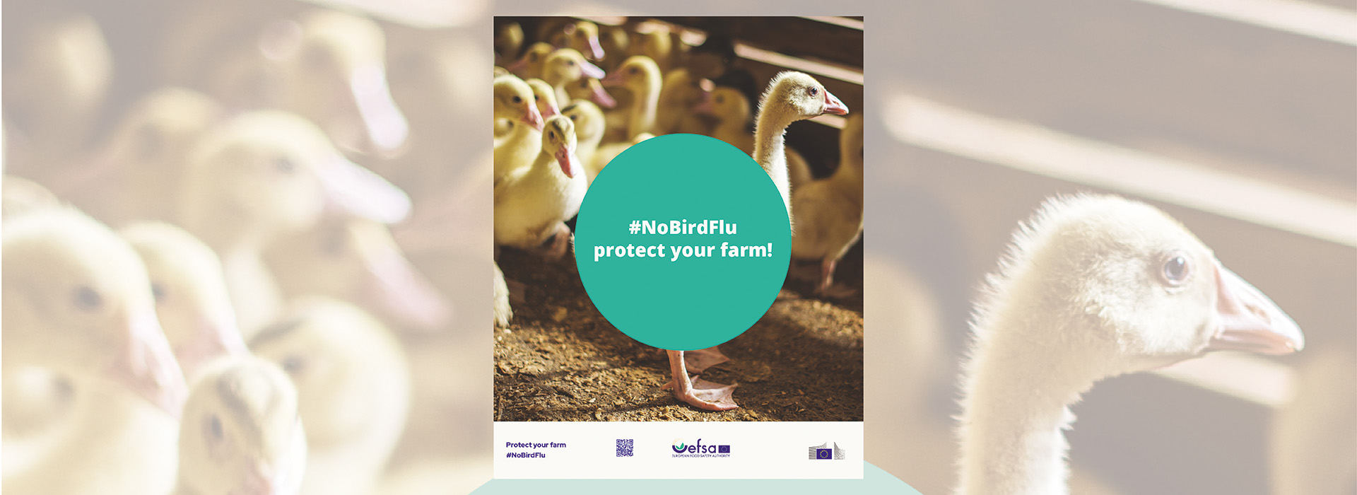 NoBirdFlu - информационна кампания на ЕОБХ
